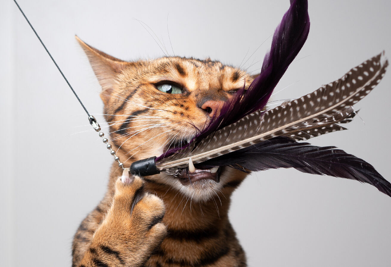 cat playing with teaser toy